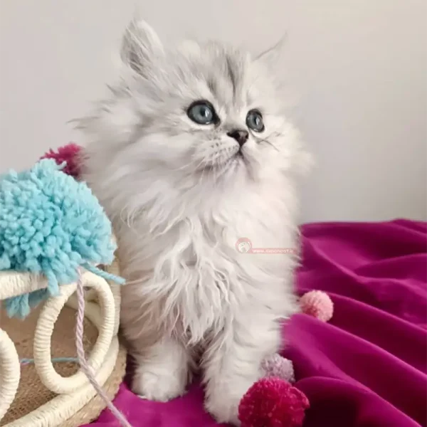 گربه بریتیش سیلور