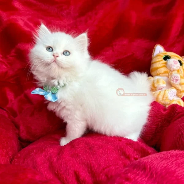 گربه بریتیش شورت هیر