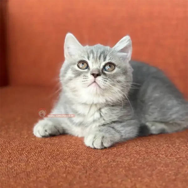 گربه بریتیش طوسی