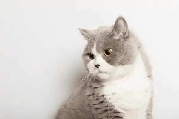 چهره گربه بریتیش لیلاک