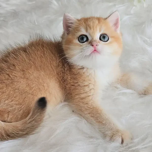 گربه بریتیش گلد چشم خاکستری کد 45