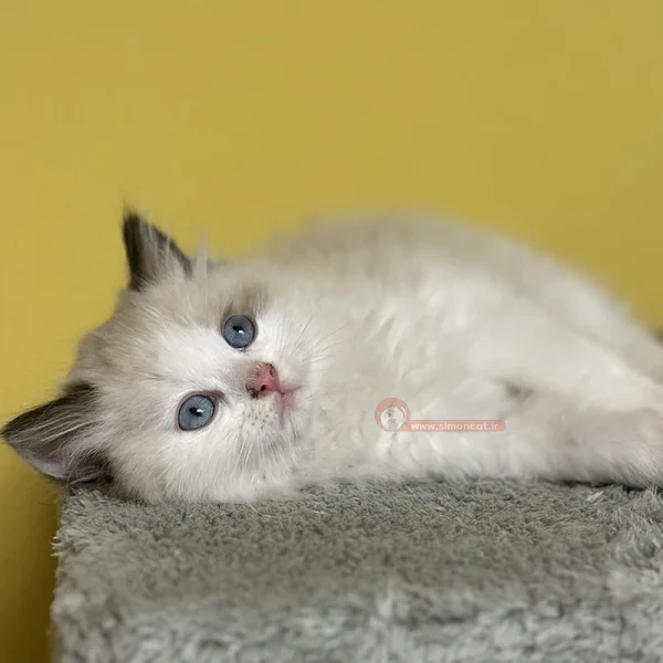 گربه رگدال سفید