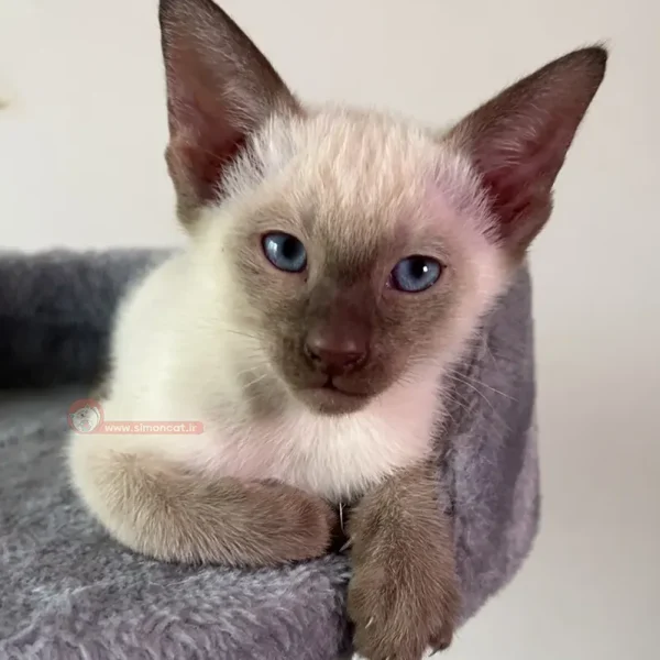 گربه سیامی