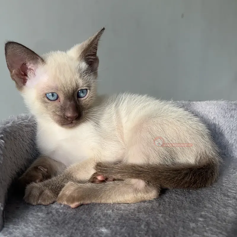 گربه سیامی ابی گربه سیامی ابی