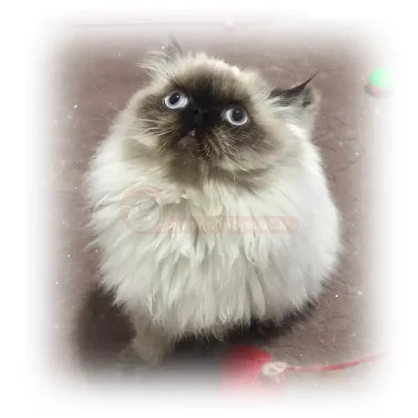 گربه هیمالین چاکلت پوینت کد 136