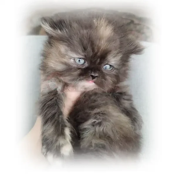 گربه پرشین تورتورایس چشم خاکستری کد 91