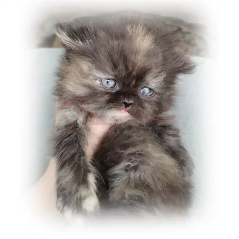 گربه پرشین تورتورایس چشم خاکستری کد 91 گربه پرشین تورتورایس چشم خاکستری کد 91