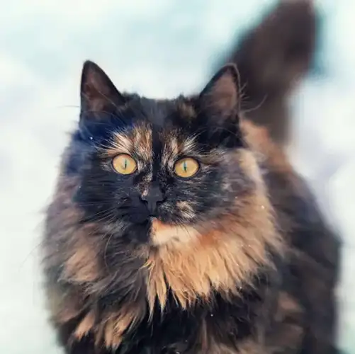 گربه پرشین تورتورایس