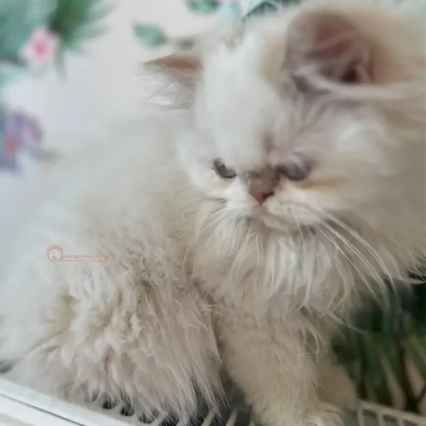 گربه پرشین رنگ سفید
