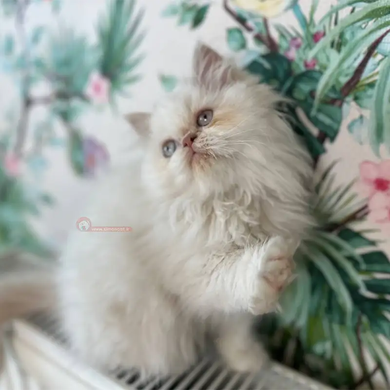 گربه پرشین سفید گربه پرشین سفید
