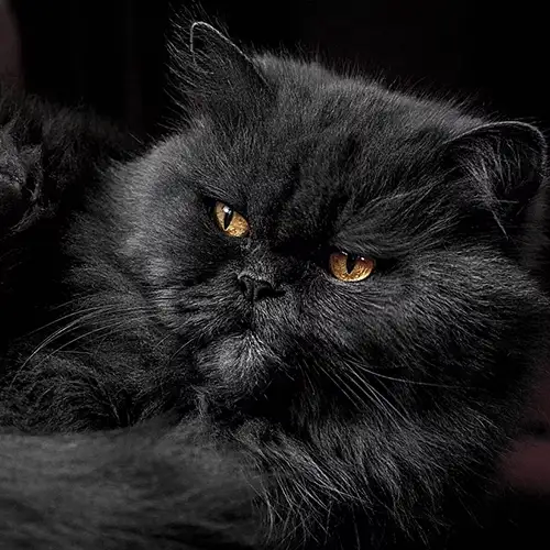 گربه پرشین سیاه