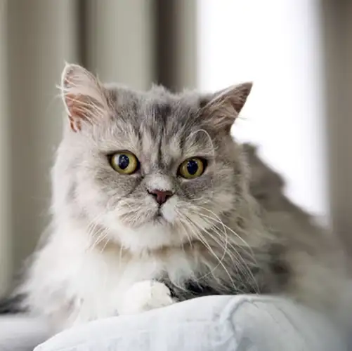 گربه پرشین طوسی سفید