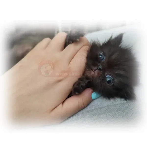 گربه پرشین فلت مشکی کد 130