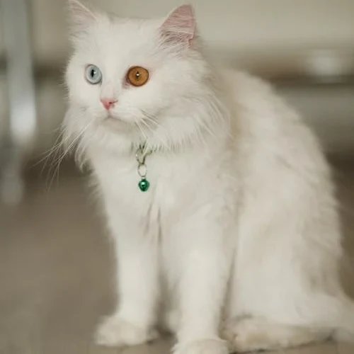 گربه پرشین چشم تا به تا