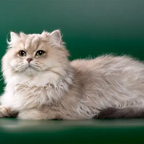 گربه پرشین چین چیلا