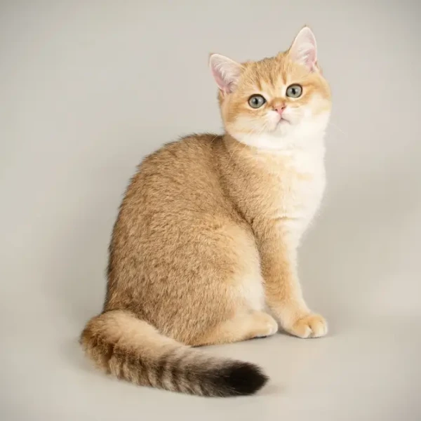 گربه اسکاتیش بلک گلد