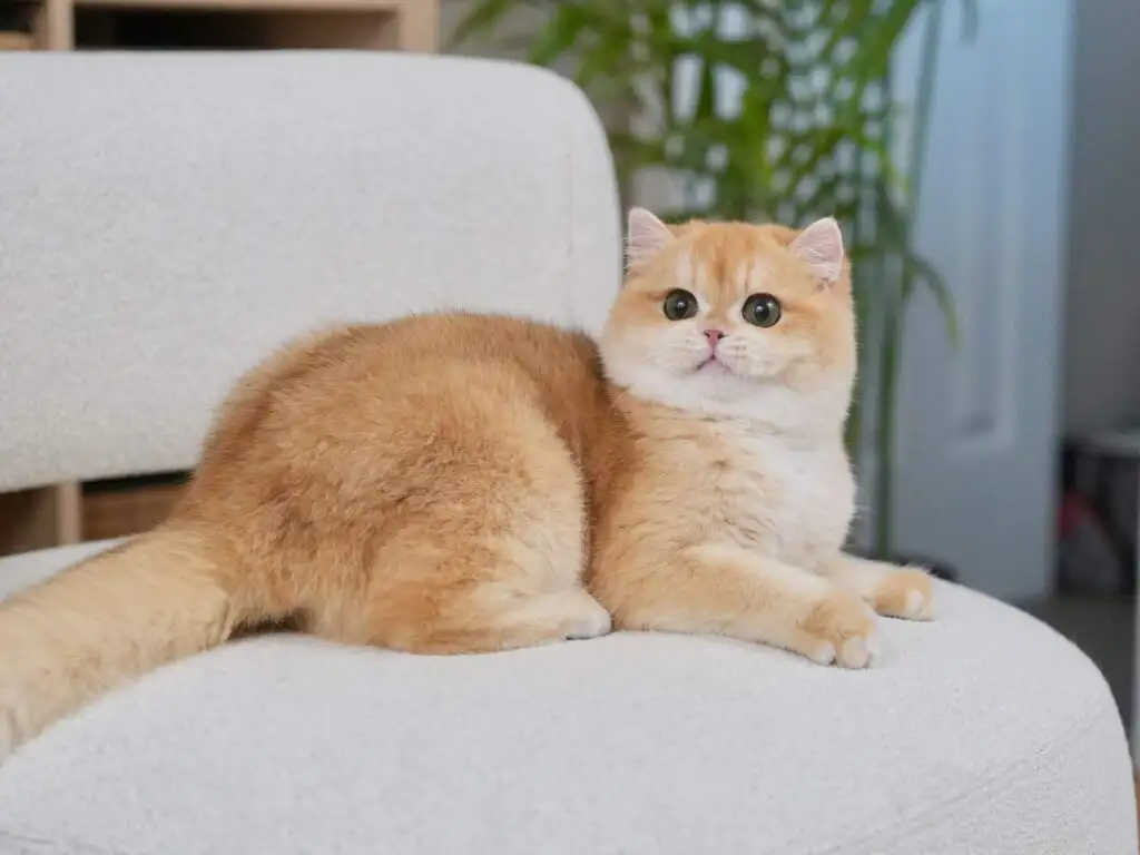 گربه اسکاتیش گلد