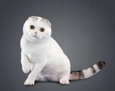 گربه اسکاتیش فولد سفید