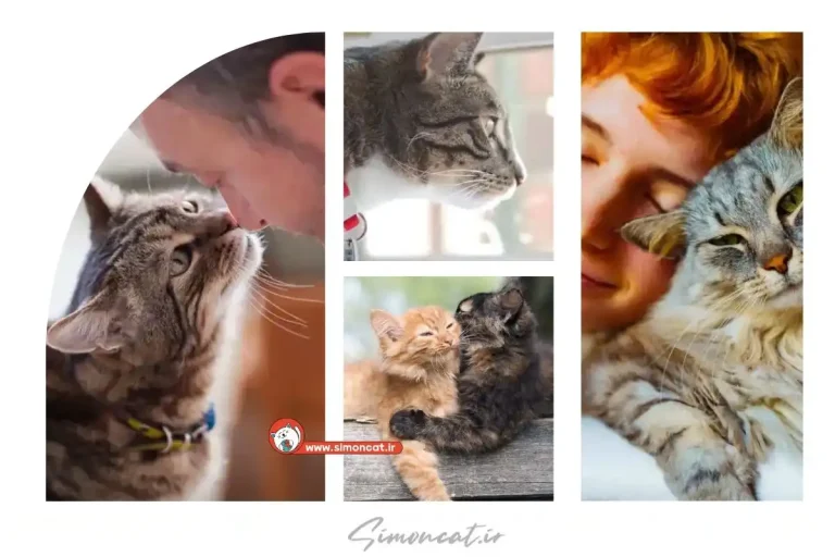 آیا گربه ها حافظه دارند؟