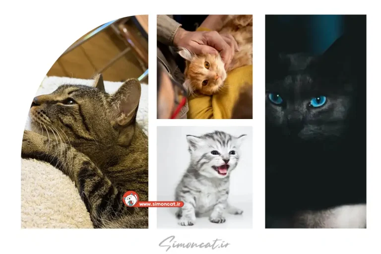 آیا گربه ها زبان انسان را می فهمند