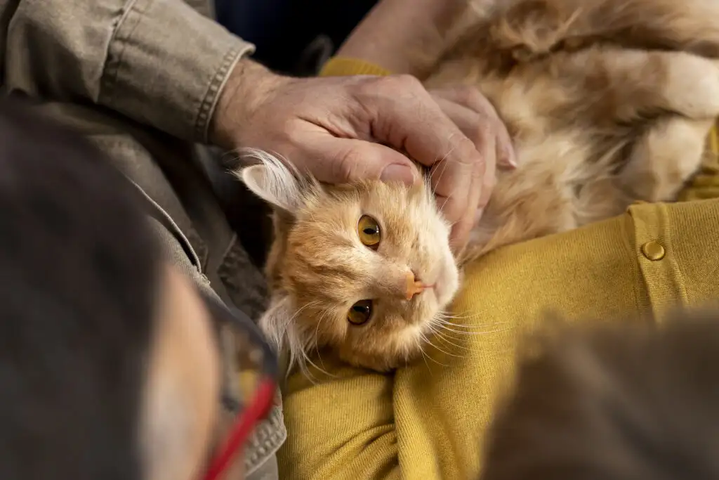 آیا گربه ها زبان انسان را می فهمند