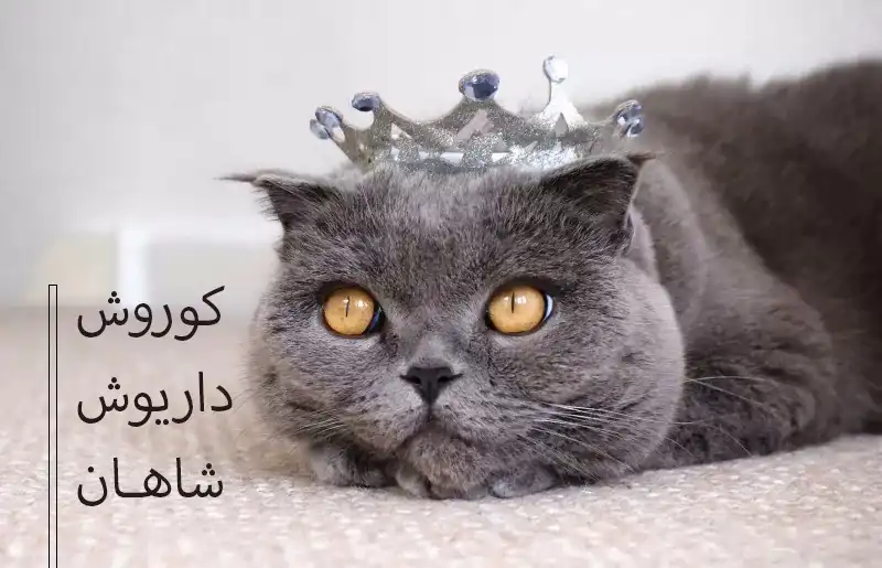 اسامی اشرافی گربه نر