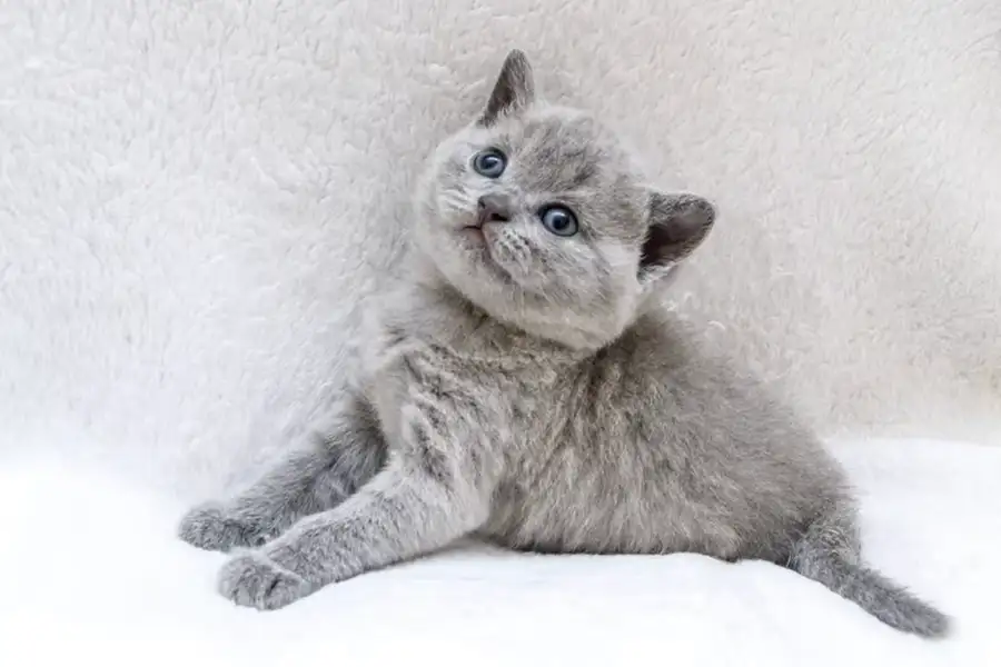 اسم گربه خاکستری