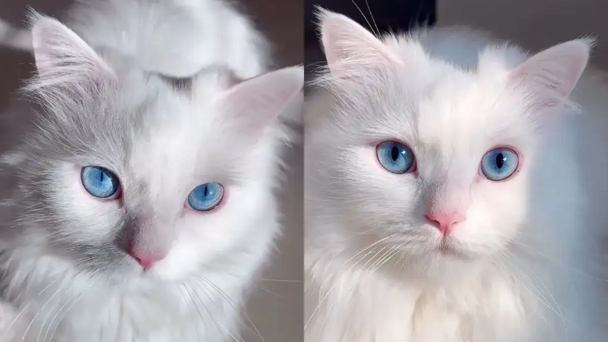 اسم گربه سفید