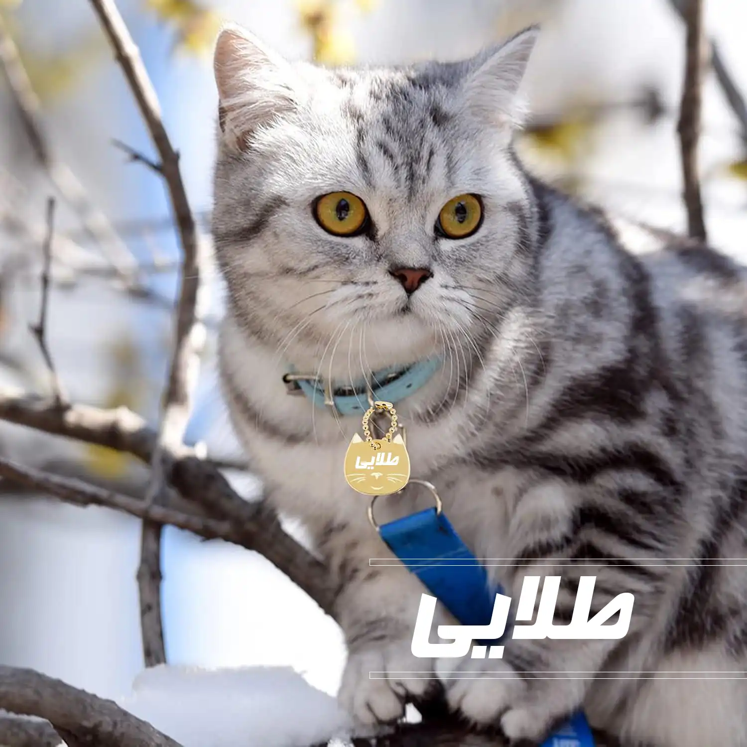 اسم گربه ماده