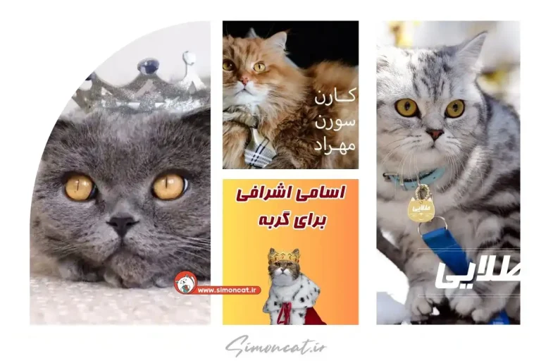 اسم گربه های معروف ایرانی