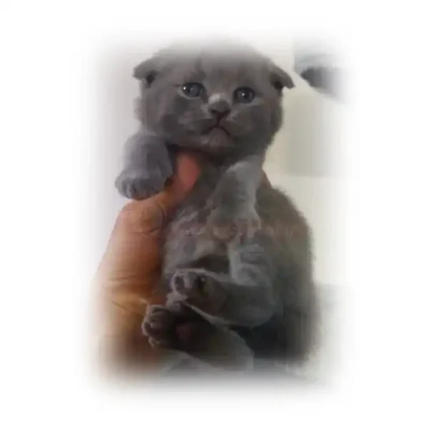 اسکاتیش فولد بلو موکوتاه کد 125