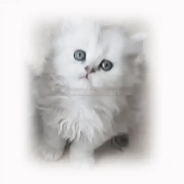 بریتیش لانگ هیر سیلور