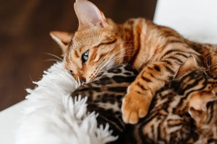 بچه گربه بنگال بامزه