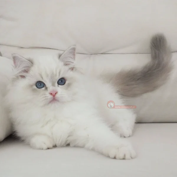 بچه گربه رگدال