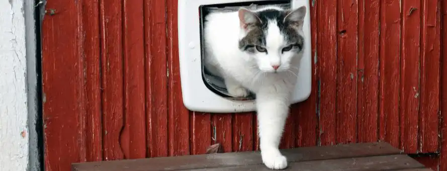 بیرون آمدن گربه از مخفیگاه