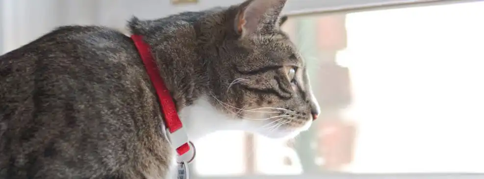 حافظه گربه نسبت به سگ بهتره