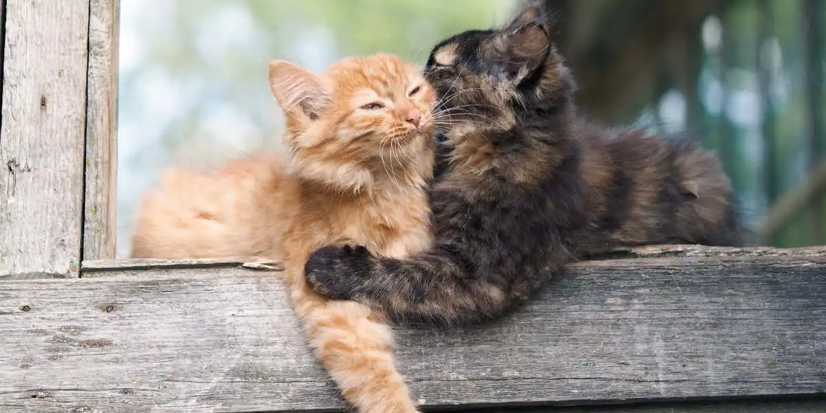 خاطرات گربه ها