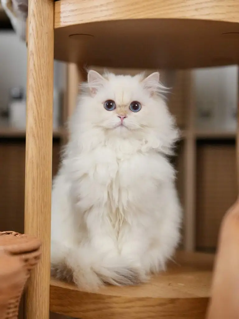 خرید بریتیش لانگ هیر