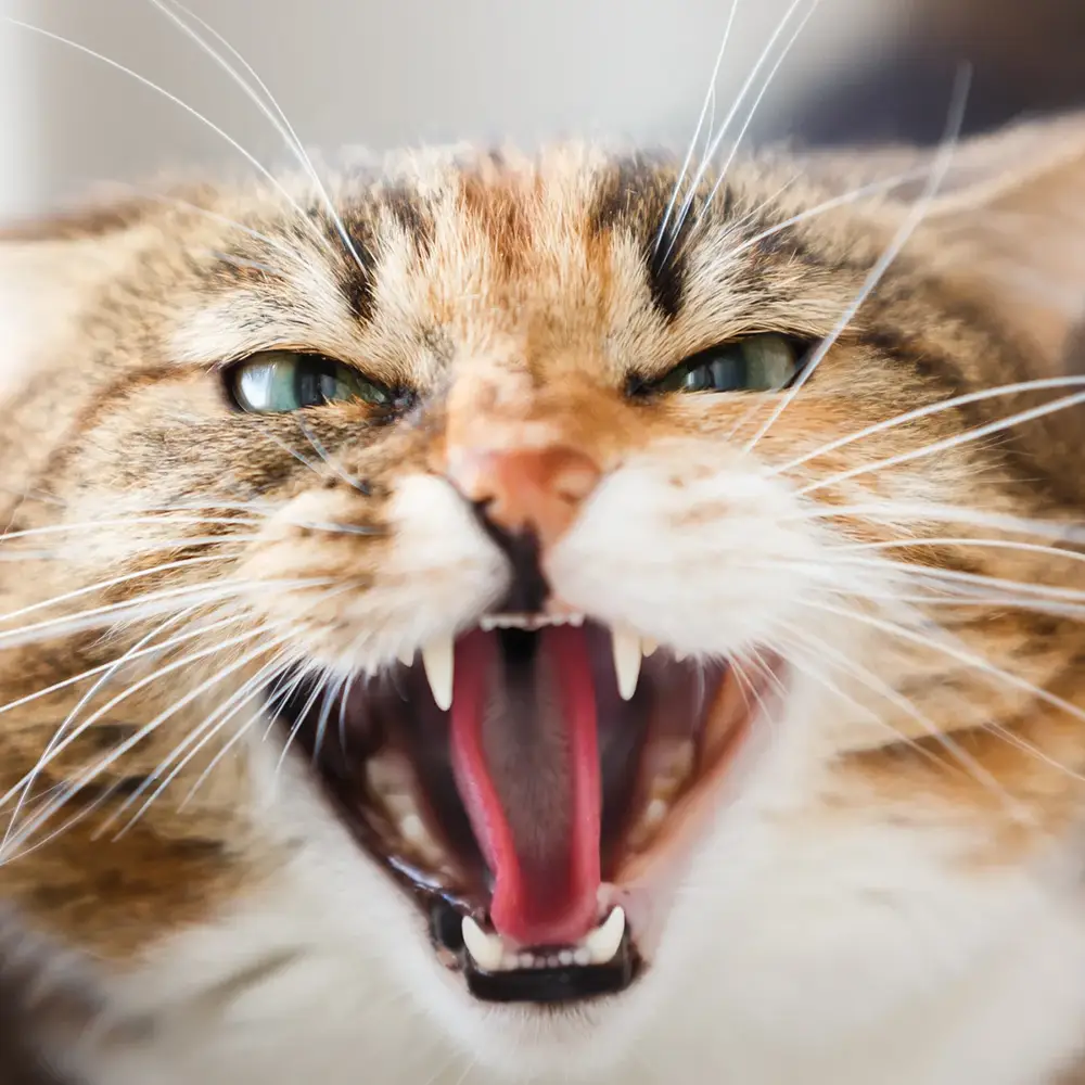 علت رفتن گربه نر از خانه