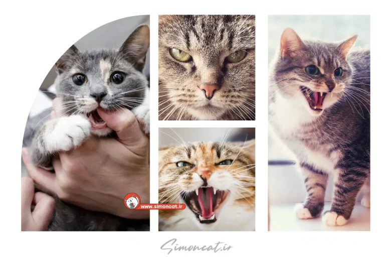 علت فرار گربه از صاحبش