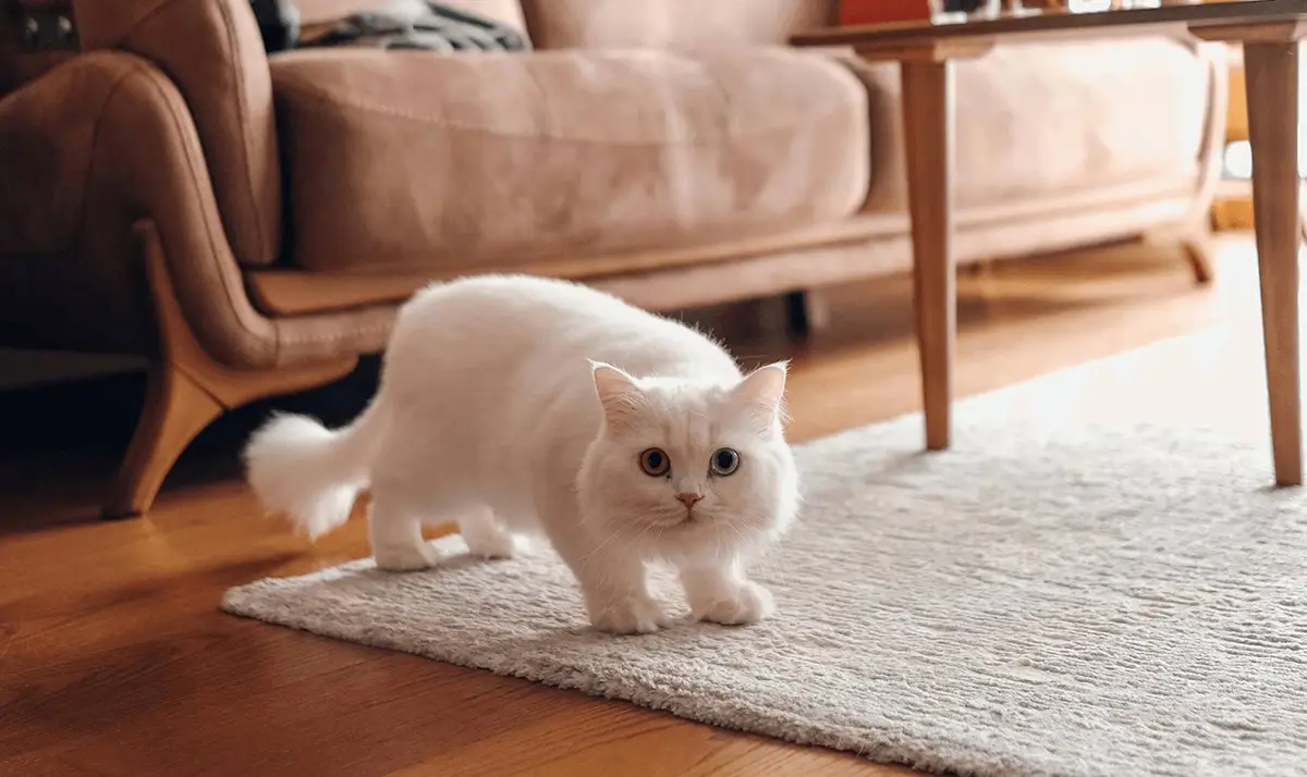 عکس از گربه مانچکین