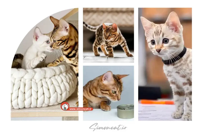 عکس گربه بنگال