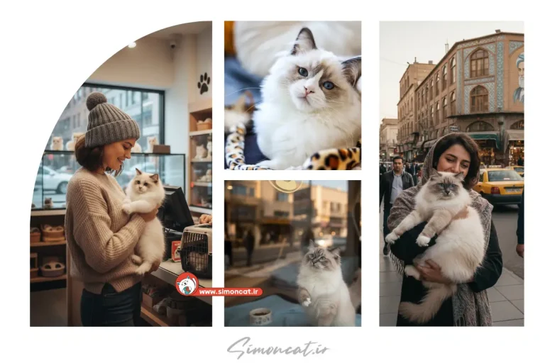 فروش گربه رگدال تهران