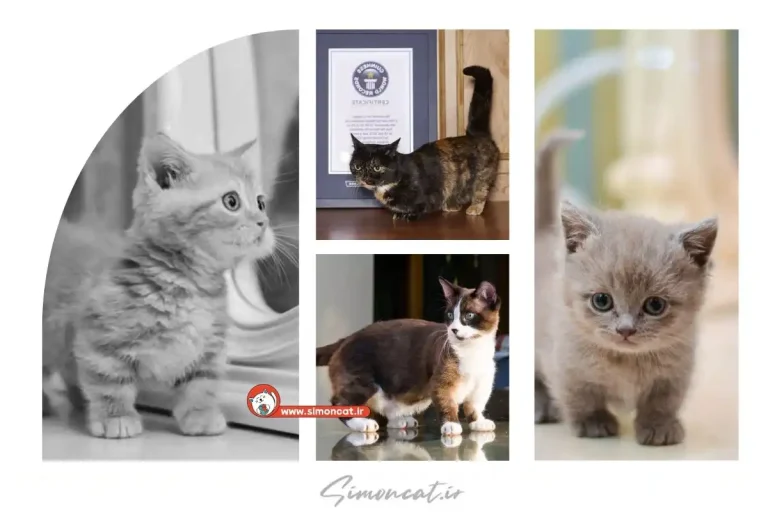 فروش گربه مانچکین