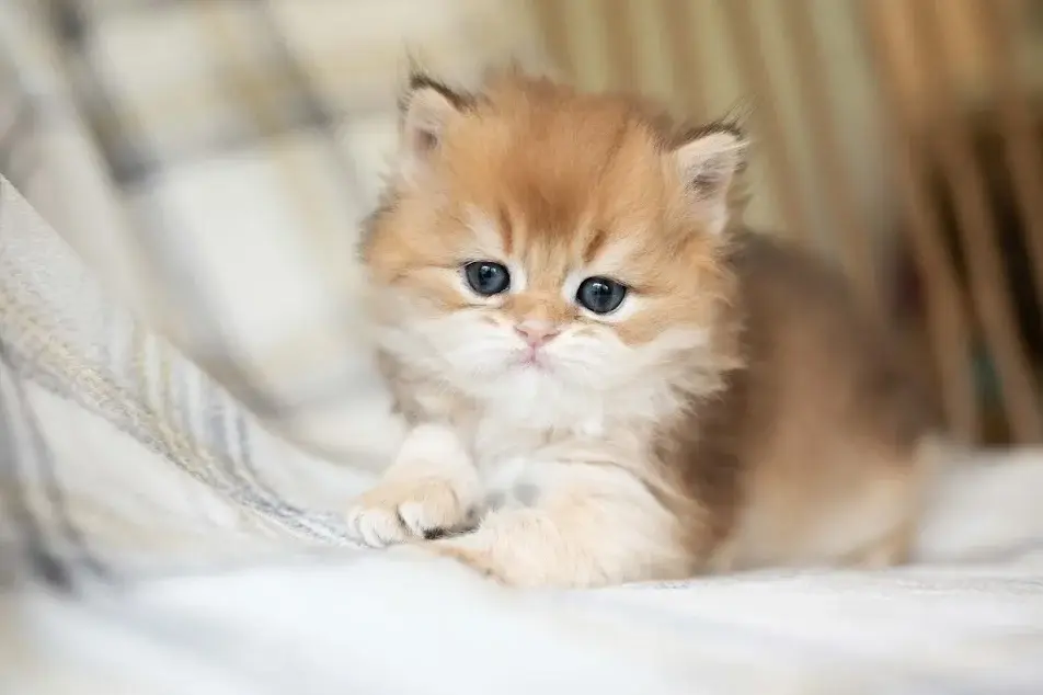 قیمت بریتیش گلد