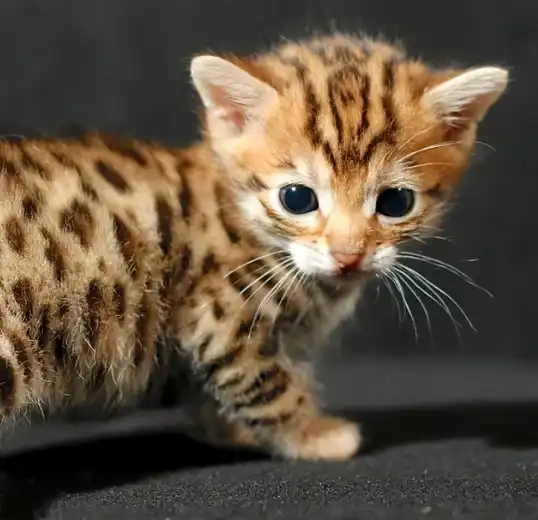 قیمت بچه گربه بنگال