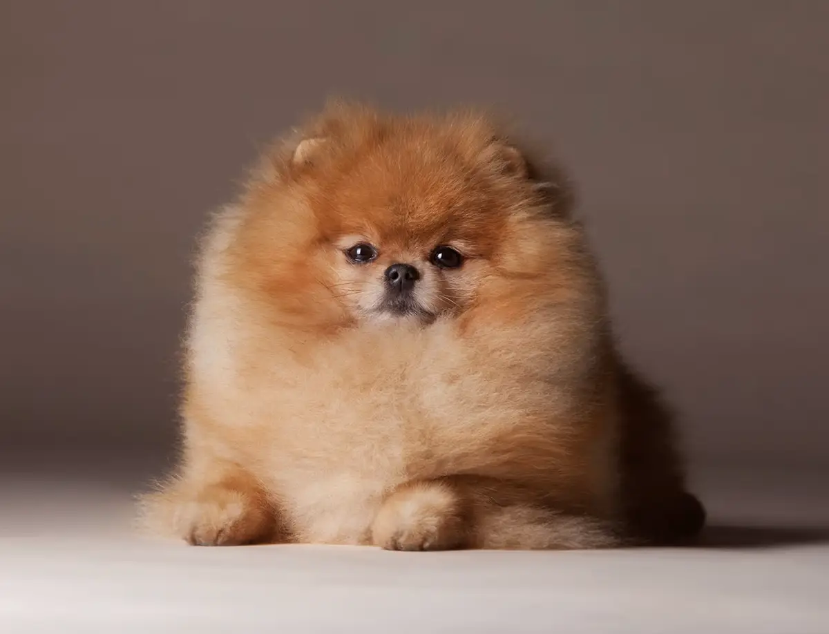 قیمت سگ پامر خرسی