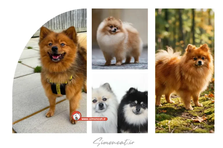 قیمت سگ پامر روباهی