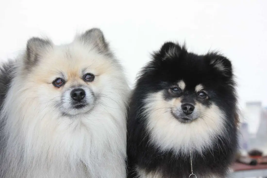 قیمت سگ پامرانین روباهی تهران