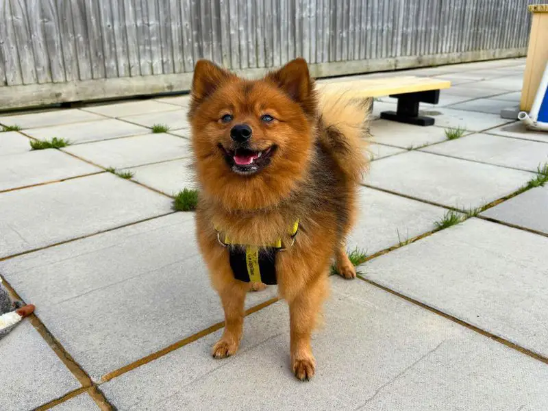 قیمت سگ پامرانین عروسکی